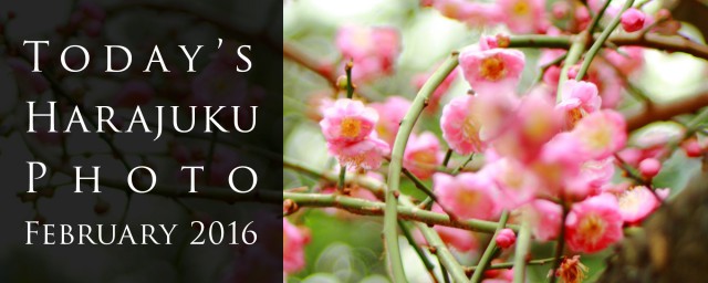 todaysphoto201602_full_s